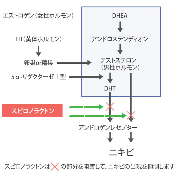 スピロノラクトン