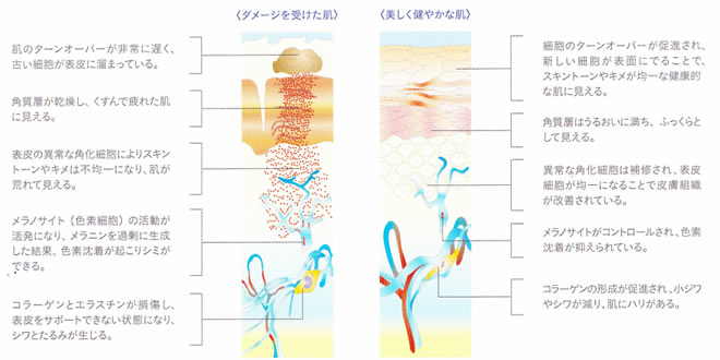 ダメージを受けた肌と美しく健やかな肌